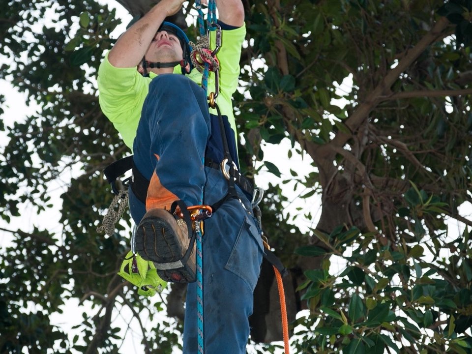 Qualified arborist working in a mature tree during a risk assessment in Merseyside
