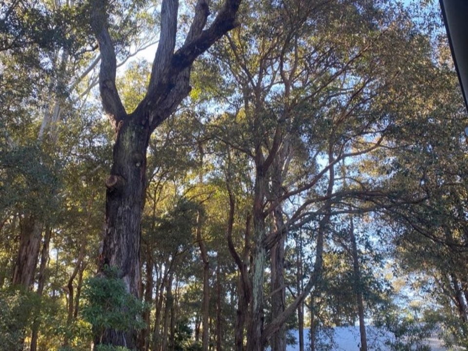Mature trees in a Merseyside parkland setting due for routine re-inspection